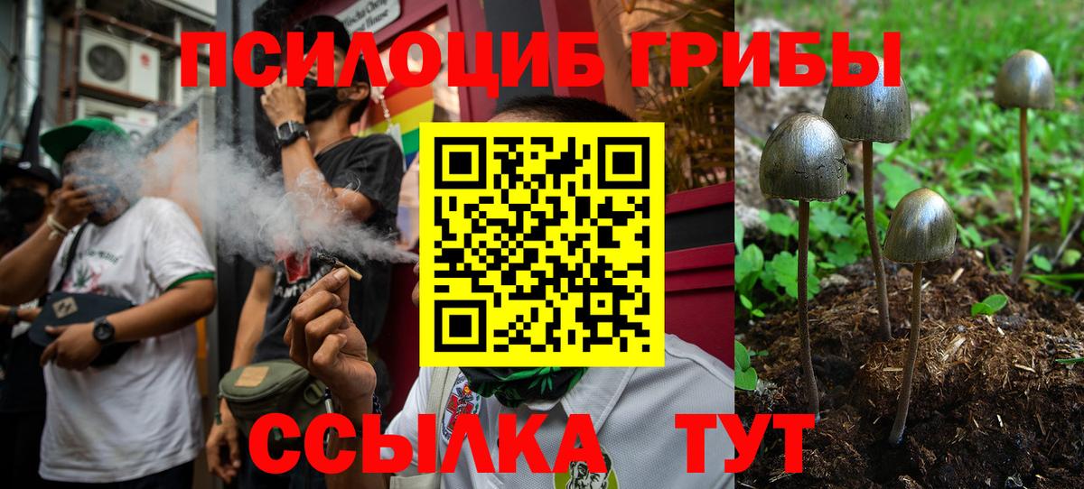 Звенигород  Псилоцибиновые грибы Psilocybine cubensis  Вход с VPN 